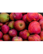Produits du verger-La saveur des produits du pays de Quimperlé